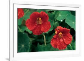 Popies After The Rain-null-Framed Art Print