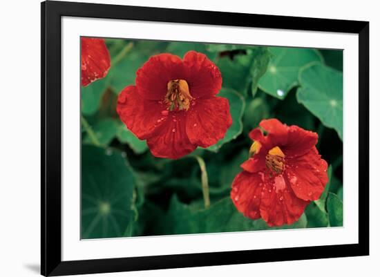 Popies After The Rain-null-Framed Art Print