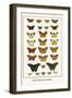 Poplar Admirals, Butterflies,-Albertus Seba-Framed Art Print