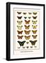 Poplar Admirals, Butterflies,-Albertus Seba-Framed Art Print