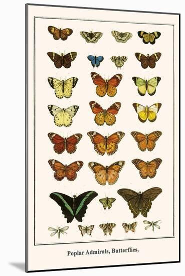 Poplar Admirals, Butterflies,-Albertus Seba-Mounted Art Print