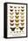 Poplar Admirals, Butterflies,-Albertus Seba-Framed Stretched Canvas