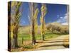 Poplar Alley, Omarama Valley, Canterbury, South Island, New Zealand, Pacific-Jochen Schlenker-Stretched Canvas