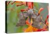 Poplar Hawkmoth on Crocosmia Flower-null-Stretched Canvas