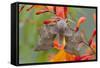 Poplar Hawkmoth on Crocosmia Flower-null-Framed Stretched Canvas