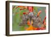 Poplar Hawkmoth on Crocosmia Flower-null-Framed Photographic Print