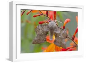 Poplar Hawkmoth on Crocosmia Flower-null-Framed Photographic Print