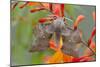 Poplar Hawkmoth on Crocosmia Flower-null-Mounted Photographic Print