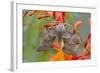 Poplar Hawkmoth on Crocosmia Flower-null-Framed Photographic Print