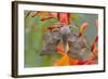 Poplar Hawkmoth on Crocosmia Flower-null-Framed Photographic Print