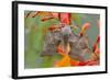 Poplar Hawkmoth on Crocosmia Flower-null-Framed Photographic Print