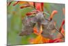 Poplar Hawkmoth on Crocosmia Flower-null-Mounted Photographic Print