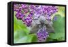 Poplar Hawkmoth Resting on Lilac Blossom in Garden-null-Framed Stretched Canvas