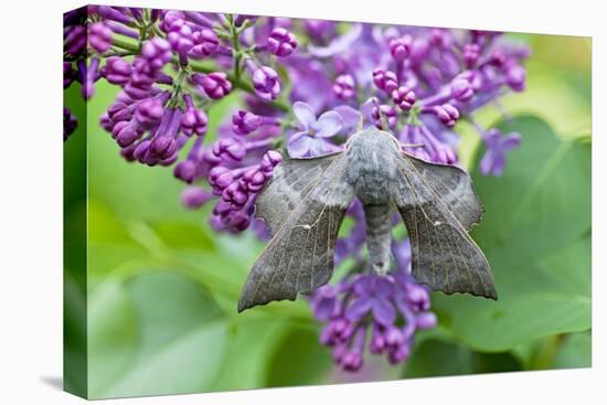Poplar Hawkmoth Resting on Lilac Blossom in Garden-null-Stretched Canvas