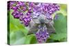 Poplar Hawkmoth Resting on Lilac Blossom in Garden-null-Stretched Canvas