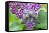 Poplar Hawkmoth Resting on Lilac Blossom in Garden-null-Framed Stretched Canvas