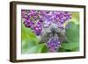 Poplar Hawkmoth Resting on Lilac Blossom in Garden-null-Framed Photographic Print