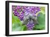 Poplar Hawkmoth Resting on Lilac Blossom in Garden-null-Framed Photographic Print