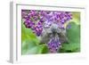 Poplar Hawkmoth Resting on Lilac Blossom in Garden-null-Framed Photographic Print