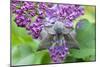 Poplar Hawkmoth Resting on Lilac Blossom in Garden-null-Mounted Photographic Print