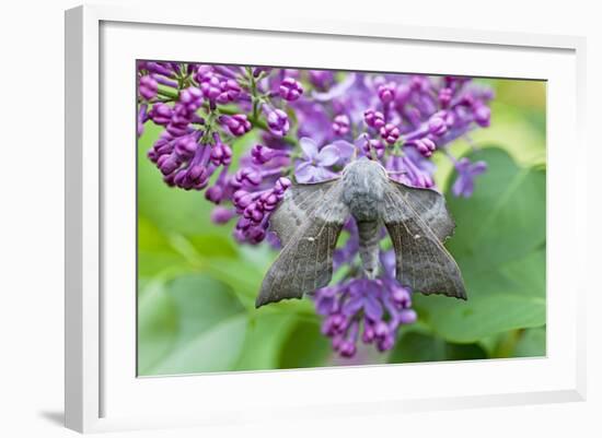 Poplar Hawkmoth Resting on Lilac Blossom in Garden-null-Framed Photographic Print