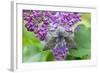 Poplar Hawkmoth Resting on Lilac Blossom in Garden-null-Framed Photographic Print