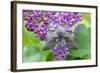 Poplar Hawkmoth Resting on Lilac Blossom in Garden-null-Framed Photographic Print