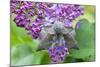 Poplar Hawkmoth Resting on Lilac Blossom in Garden-null-Mounted Photographic Print