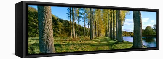 Poplar Treelined at the Riverside, River Tweed, Maxton, Newtown St. Boswells, Scotland-null-Framed Stretched Canvas