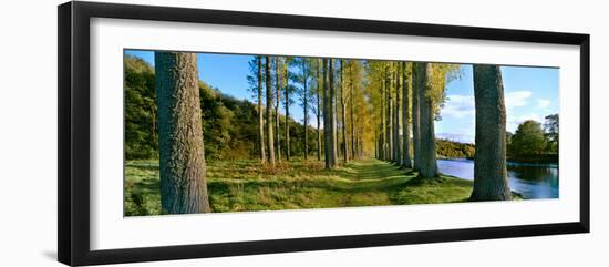 Poplar Treelined at the Riverside, River Tweed, Maxton, Newtown St. Boswells, Scotland-null-Framed Photographic Print