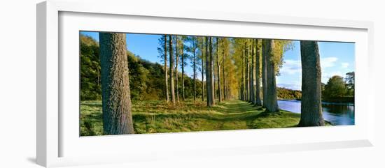 Poplar Treelined at the Riverside, River Tweed, Maxton, Newtown St. Boswells, Scotland-null-Framed Photographic Print