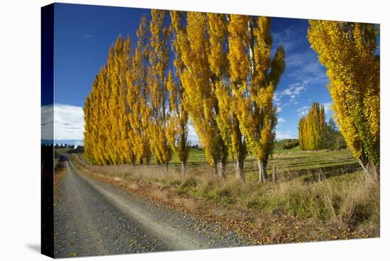 Poplar Trees and Farmland in Autumn, Near Lovells Flat, South Otago, South Island, New Zealand-David Wall-Stretched Canvas