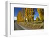 Poplar Trees and Farmland in Autumn, Near Lovells Flat, South Otago, South Island, New Zealand-David Wall-Framed Photographic Print