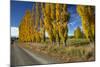 Poplar Trees and Farmland in Autumn, Near Lovells Flat, South Otago, South Island, New Zealand-David Wall-Mounted Photographic Print