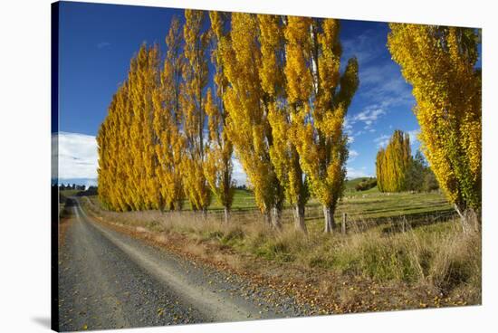 Poplar Trees and Farmland in Autumn, Near Lovells Flat, South Otago, South Island, New Zealand-David Wall-Stretched Canvas