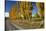 Poplar Trees and Farmland in Autumn, Near Lovells Flat, South Otago, South Island, New Zealand-David Wall-Stretched Canvas