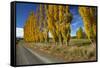 Poplar Trees and Farmland in Autumn, Near Lovells Flat, South Otago, South Island, New Zealand-David Wall-Framed Stretched Canvas