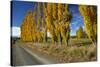 Poplar Trees and Farmland in Autumn, Near Lovells Flat, South Otago, South Island, New Zealand-David Wall-Stretched Canvas