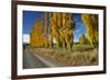 Poplar Trees and Farmland in Autumn, Near Lovells Flat, South Otago, South Island, New Zealand-David Wall-Framed Photographic Print