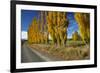 Poplar Trees and Farmland in Autumn, Near Lovells Flat, South Otago, South Island, New Zealand-David Wall-Framed Photographic Print