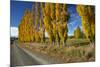 Poplar Trees and Farmland in Autumn, Near Lovells Flat, South Otago, South Island, New Zealand-David Wall-Mounted Photographic Print