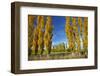 Poplar Trees and Farmland in Autumn, Near Lovells Flat, South Otago, South Island, New Zealand-David Wall-Framed Photographic Print