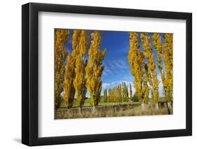 Poplar Trees and Farmland in Autumn, Near Lovells Flat, South Otago, South Island, New Zealand-David Wall-Framed Photographic Print