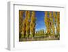 Poplar Trees and Farmland in Autumn, Near Lovells Flat, South Otago, South Island, New Zealand-David Wall-Framed Photographic Print