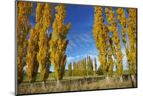 Poplar Trees and Farmland in Autumn, Near Lovells Flat, South Otago, South Island, New Zealand-David Wall-Mounted Photographic Print