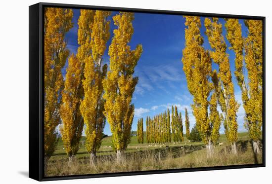 Poplar Trees and Farmland in Autumn, Near Lovells Flat, South Otago, South Island, New Zealand-David Wall-Framed Stretched Canvas