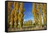 Poplar Trees and Farmland in Autumn, Near Lovells Flat, South Otago, South Island, New Zealand-David Wall-Framed Stretched Canvas