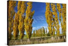 Poplar Trees and Farmland in Autumn, Near Lovells Flat, South Otago, South Island, New Zealand-David Wall-Stretched Canvas