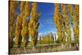 Poplar Trees and Farmland in Autumn, Near Lovells Flat, South Otago, South Island, New Zealand-David Wall-Stretched Canvas