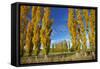 Poplar Trees and Farmland in Autumn, Near Lovells Flat, South Otago, South Island, New Zealand-David Wall-Framed Stretched Canvas